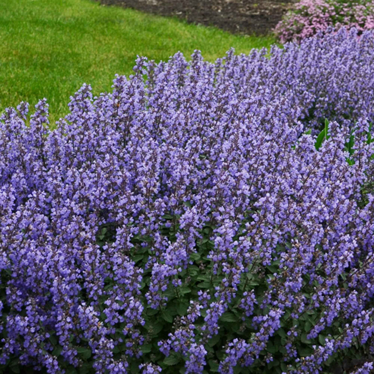 Nepeta parfumée 'Pursian Blue' - Nepeta purrsian blue - Bakker