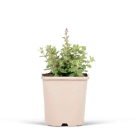 Nepeta parfumée Pursian Blue - 1x hauteur de livraison 25-35 cm, pot de Diamètre 12,5 cm - Caractéristiques des plantes - undefined