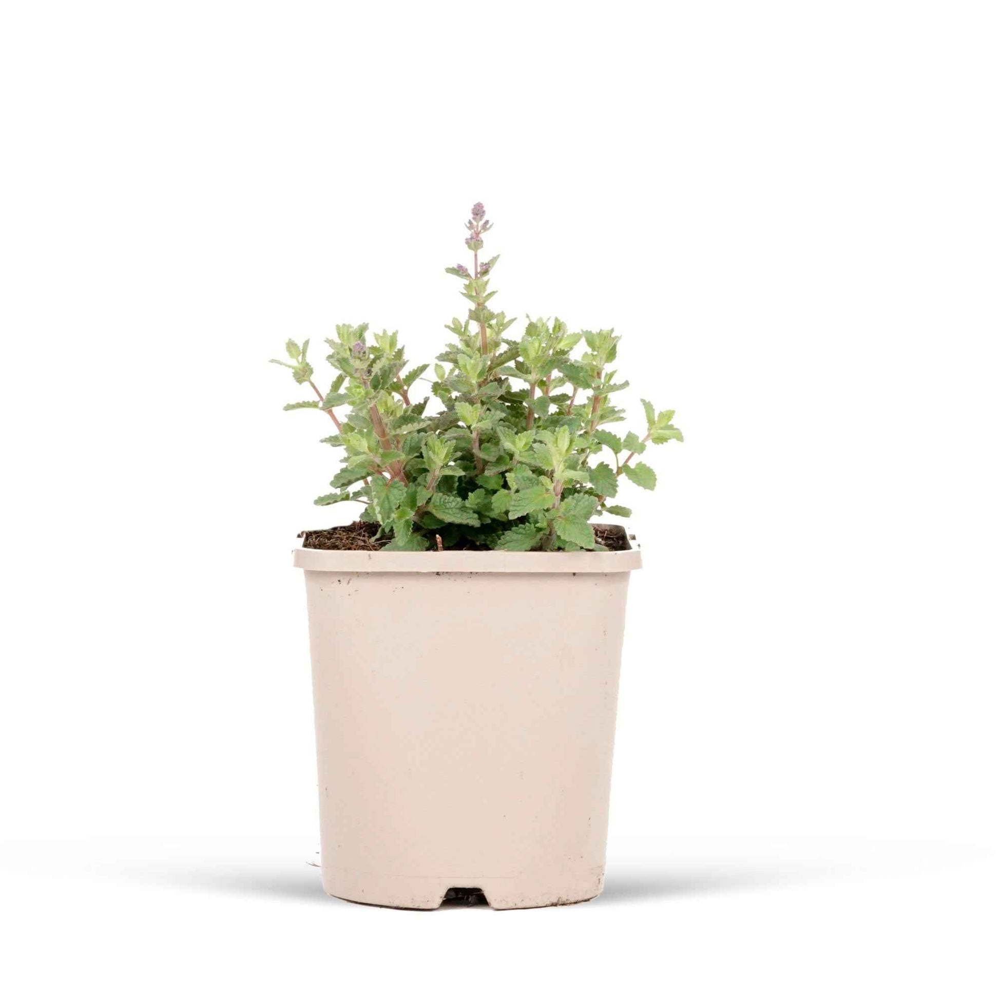 Nepeta parfumée Pursian Blue - 1x hauteur de livraison 25-35 cm, pot de Diamètre 12,5 cm - Caractéristiques des plantes - undefined