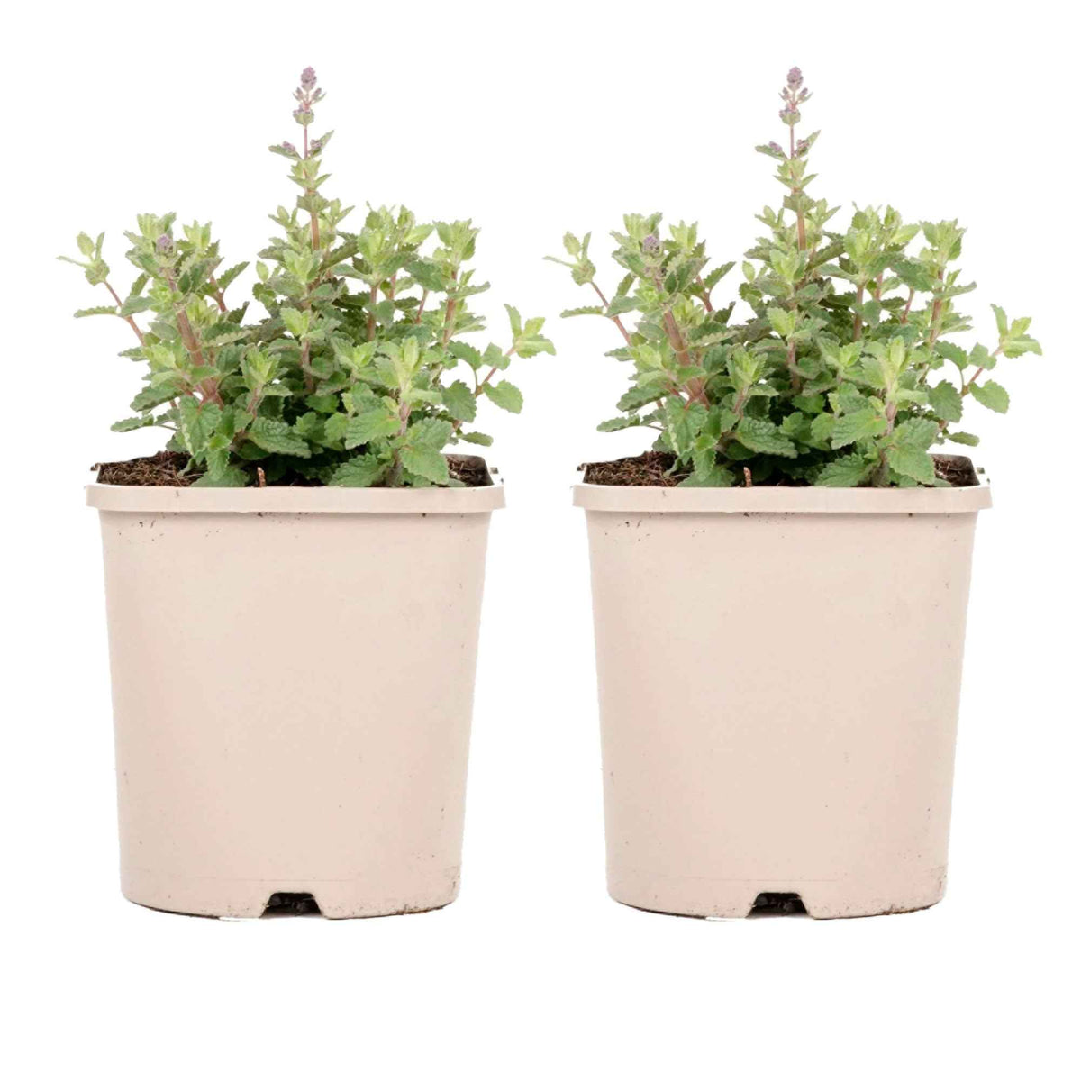 Nepeta - Nepeta parfumée 'Pursian Blue' - Nepeta purrsian blue