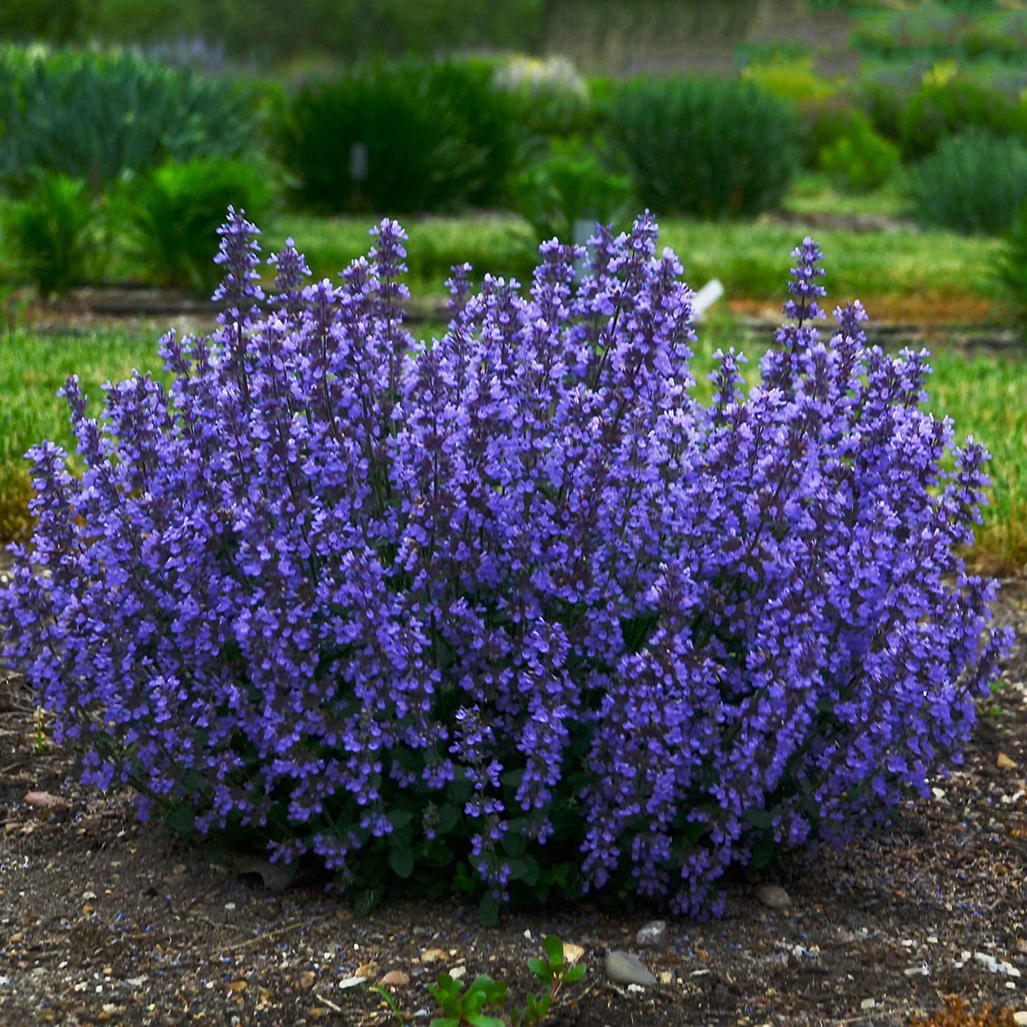 Nepeta