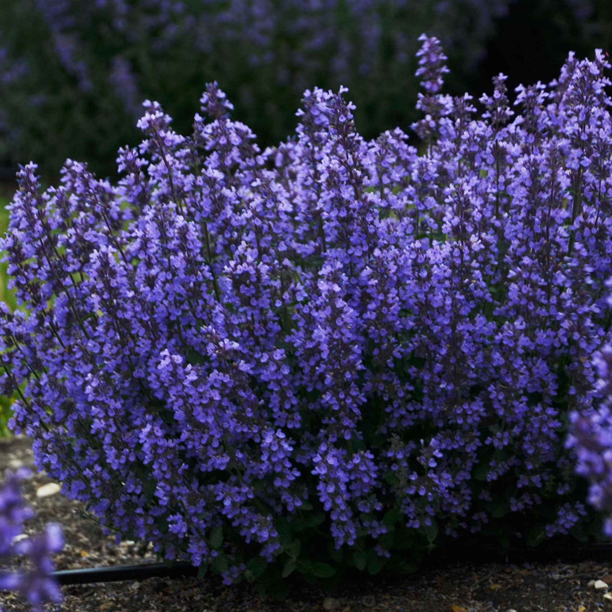 Nepeta parfumée 'Cat's Pyjamas' - Nepeta faassenii Cat's Pajamas - Bakker