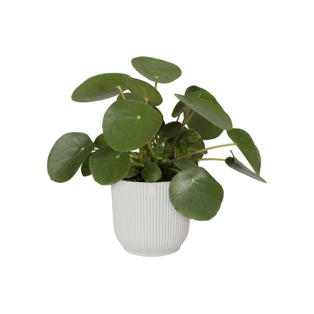 Pot de fleurs Elho Vibes Fold blanc -  - Bakker