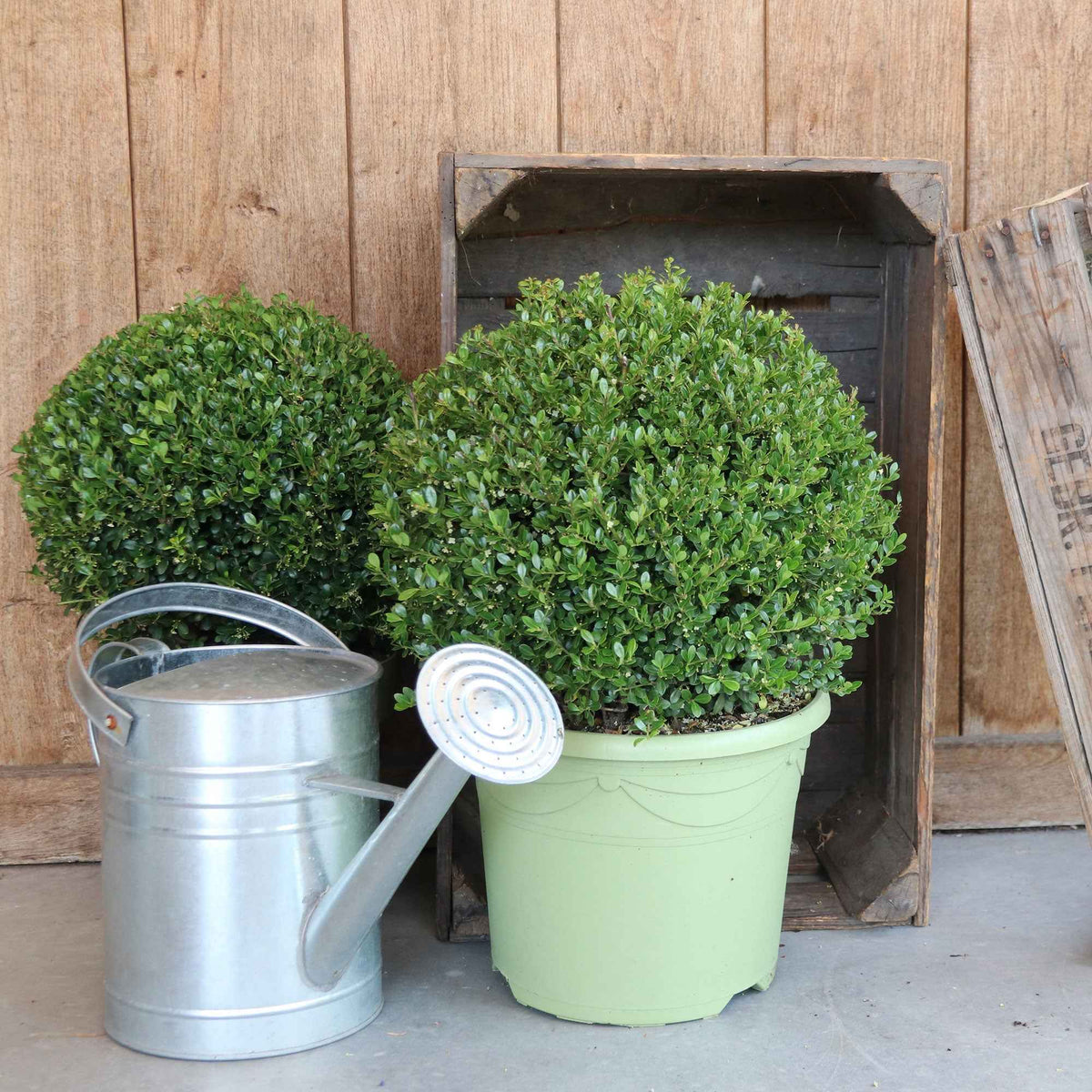 Houx du Japon Ilex crenata De forme sphérique - Bakker
