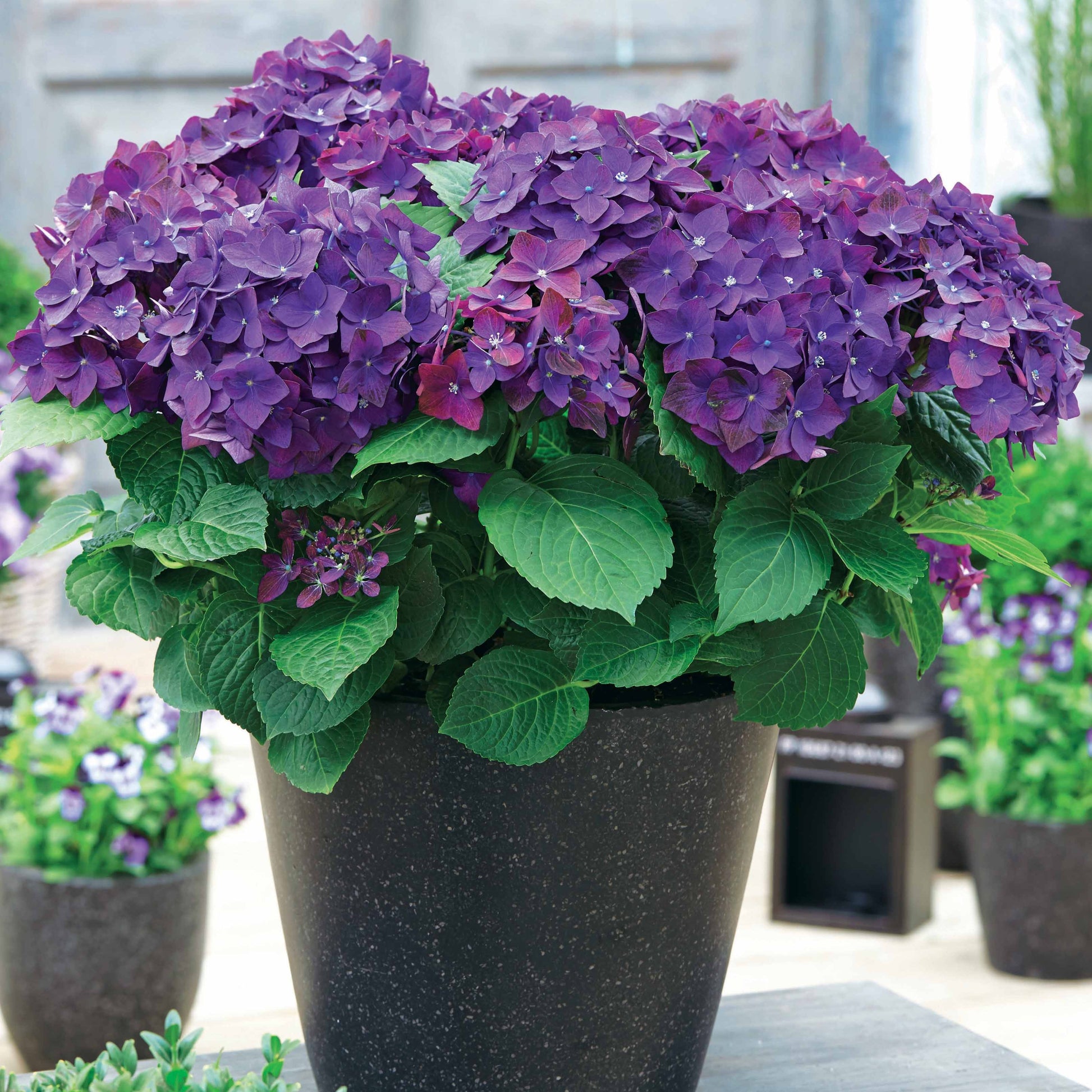 Hortensia 'Deep Purple Dance' - Hydrangea macrophylla deep purple dance - Plantes d'extérieur
