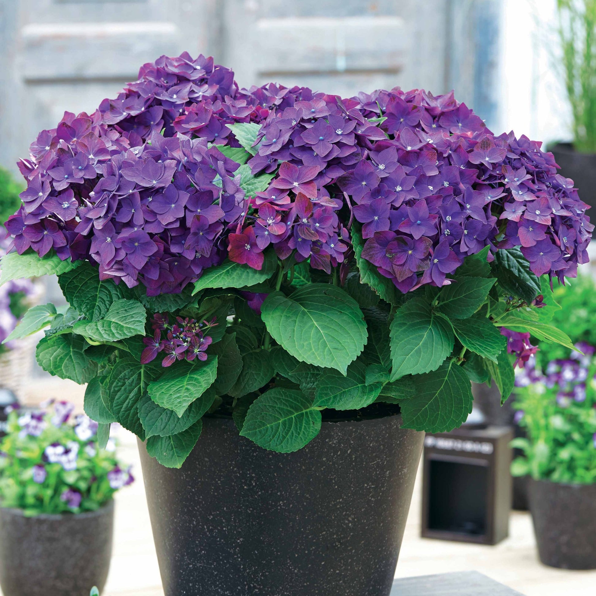 Bakker - Hortensia 'Deep Purple Dance' - Hydrangea macrophylla deep purple dance - Plantes d'extérieur