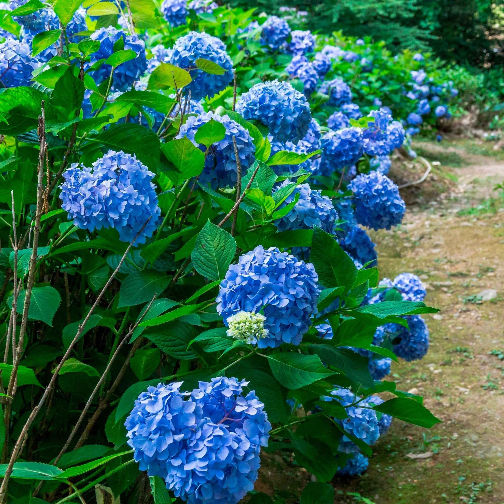 Hortensia bleu - Arbustes