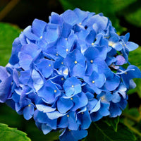 Hortensia bleu - Arbustes à fleurs