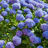 Hortensia bleu - Bakker