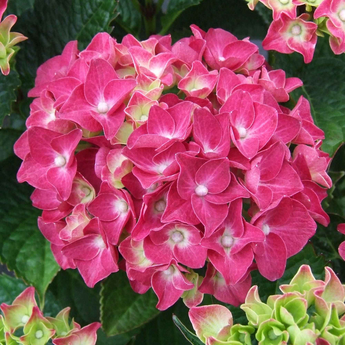 Hortensia macrophylla - Hortensia rose - Hydrangea macrophylla