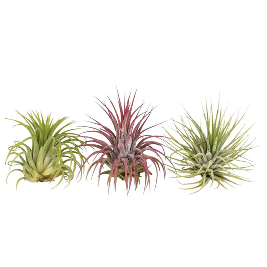 3 Tillandsias en mélange - Bakker