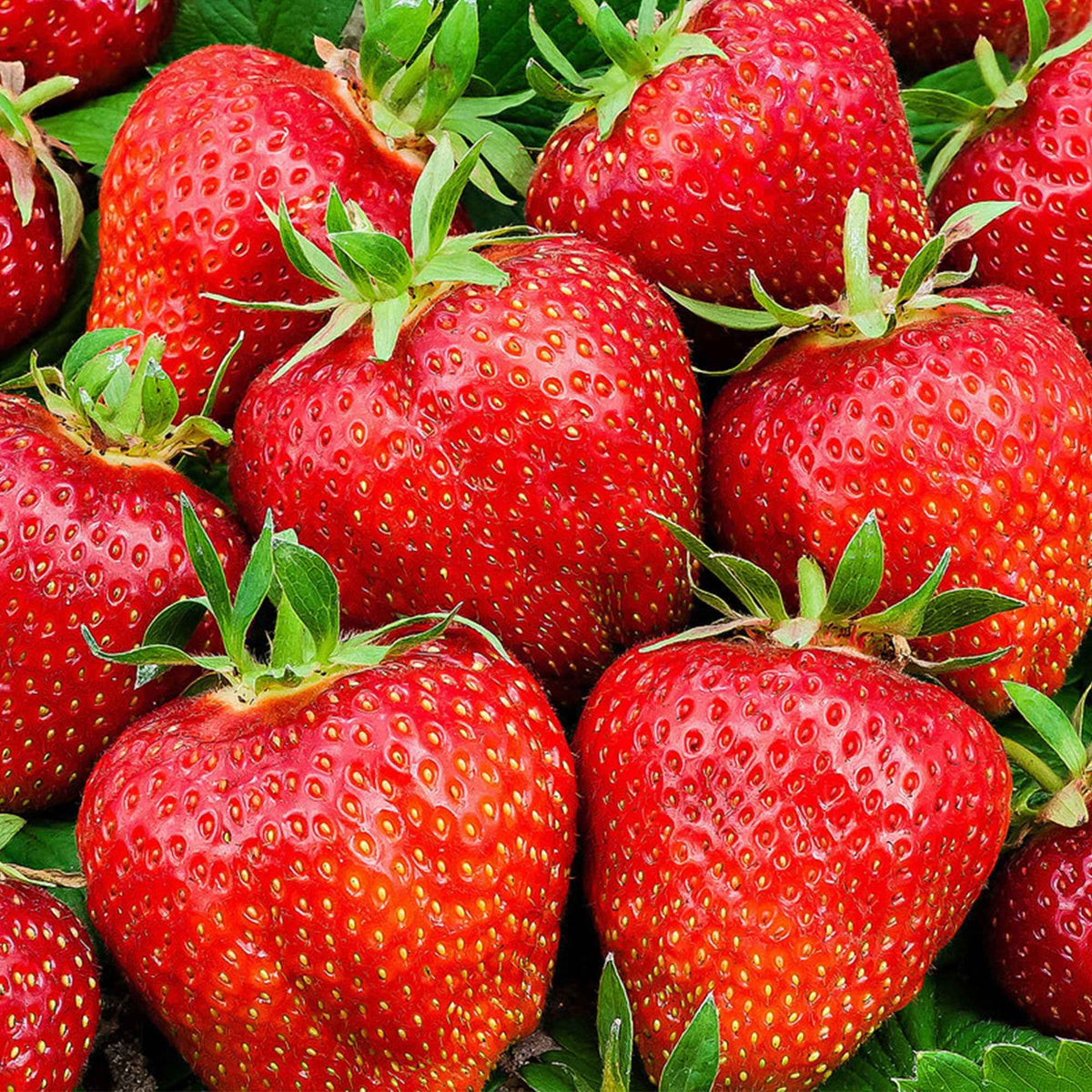 3 Fraisiers Summer Breeze - Fragaria summer breeze®  rose - Bakker