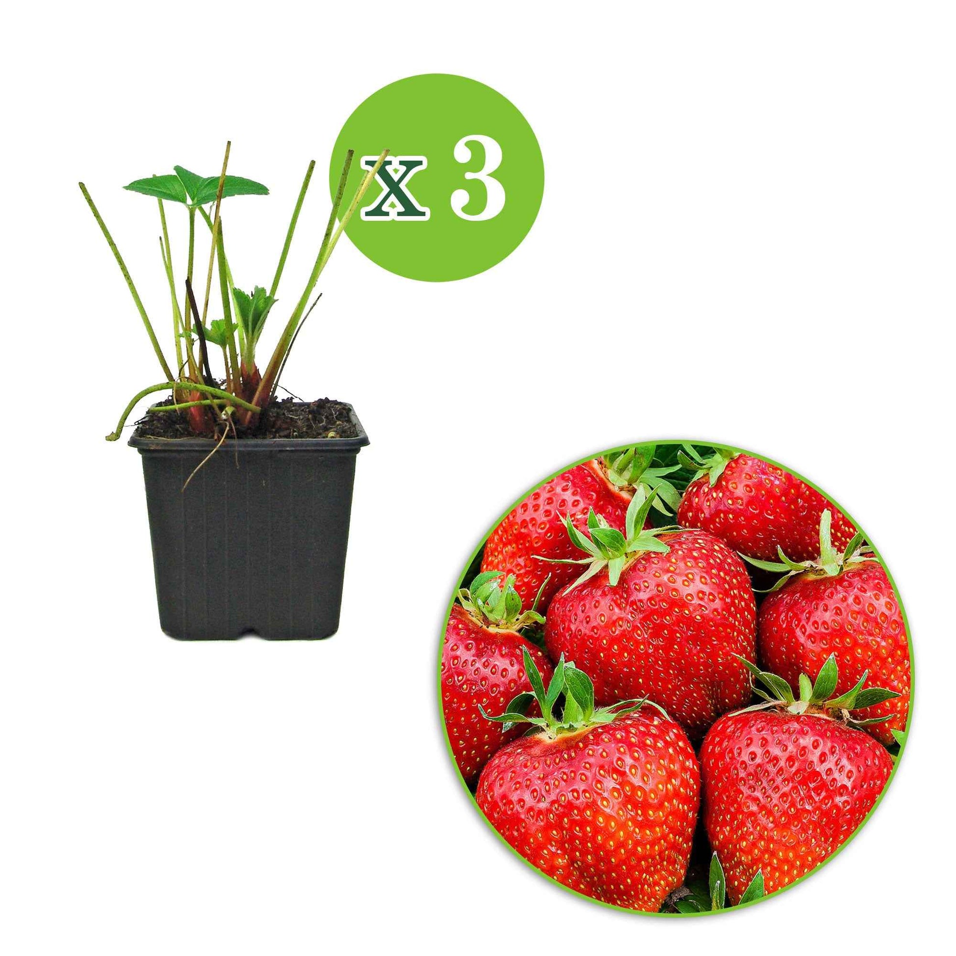 3x Fraise Fragaria 'Summer Breeze Rose' - Biologique en pot - Fruits