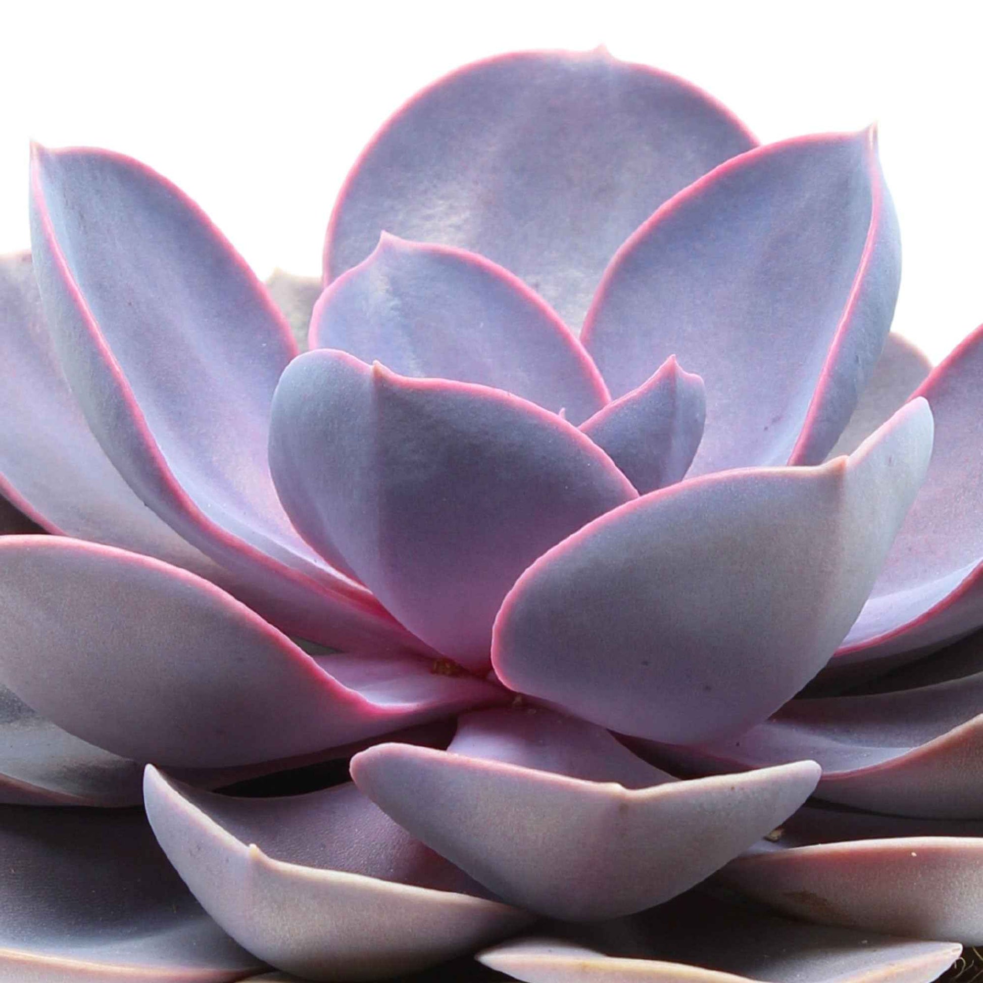 Echeveria 'Purple Pearl' violet - Plantes d'intérieur