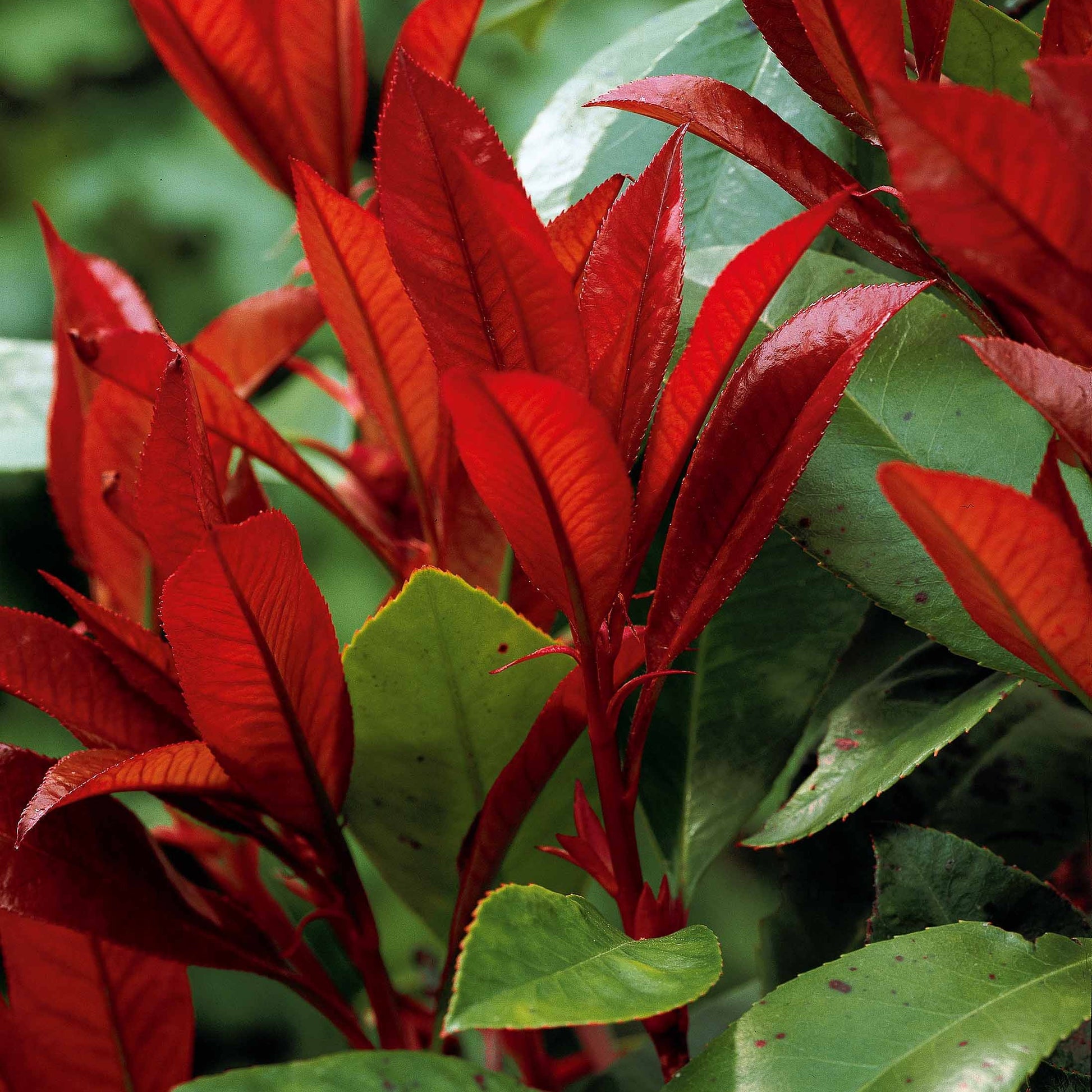 Photinia 'Red Robin' - Photinia fraseri red robin - Arbustes