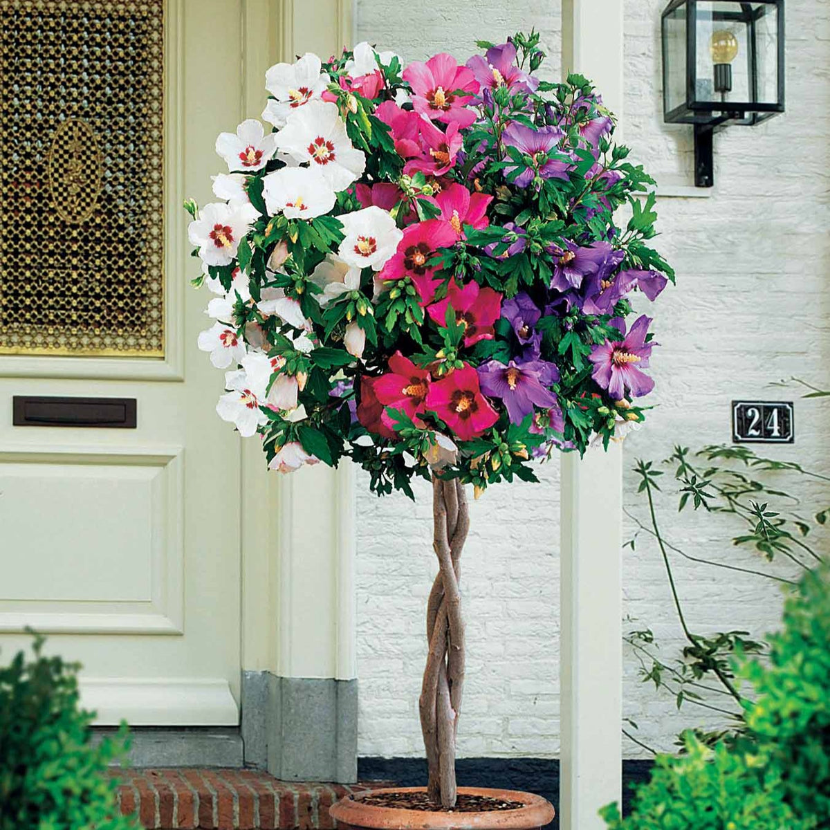 Hibiscus 'Rouge-Blanc-Bleu' sur tige - Bakker