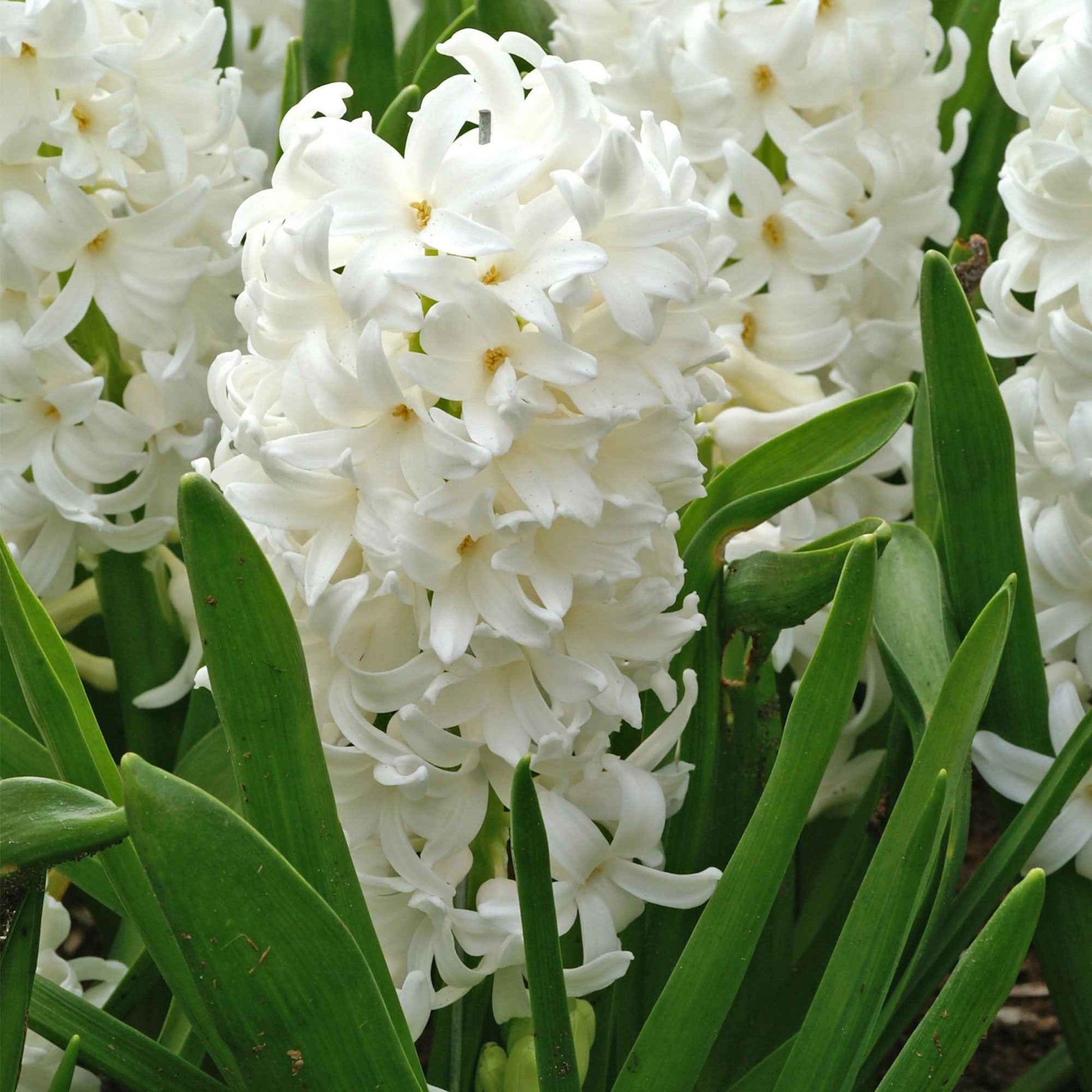 15 Jacinthe 'Canergie' Blanc - Arbustes à papillons et plantes mellifères