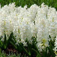 15 Jacinthe 'Canergie' Blanc - Bulbes de fleurs attirant les abeilles et les papillons