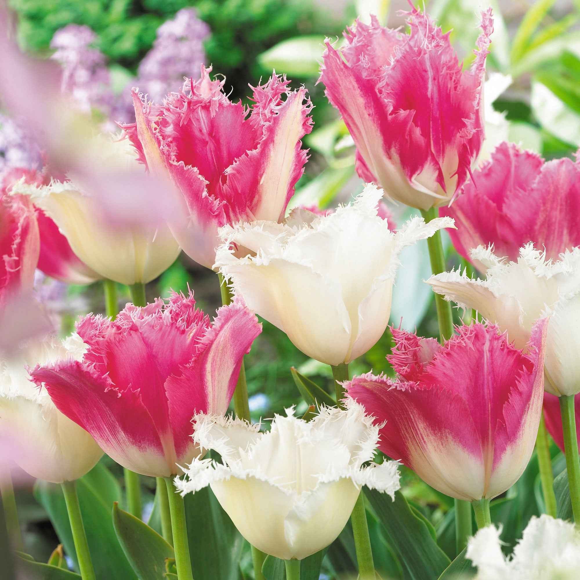 Bulbes De Tulipes Doubles Collection Blanc & Rose - 25 Bulbes - Plantes Vivaces Rustiques, Qualité Hollande