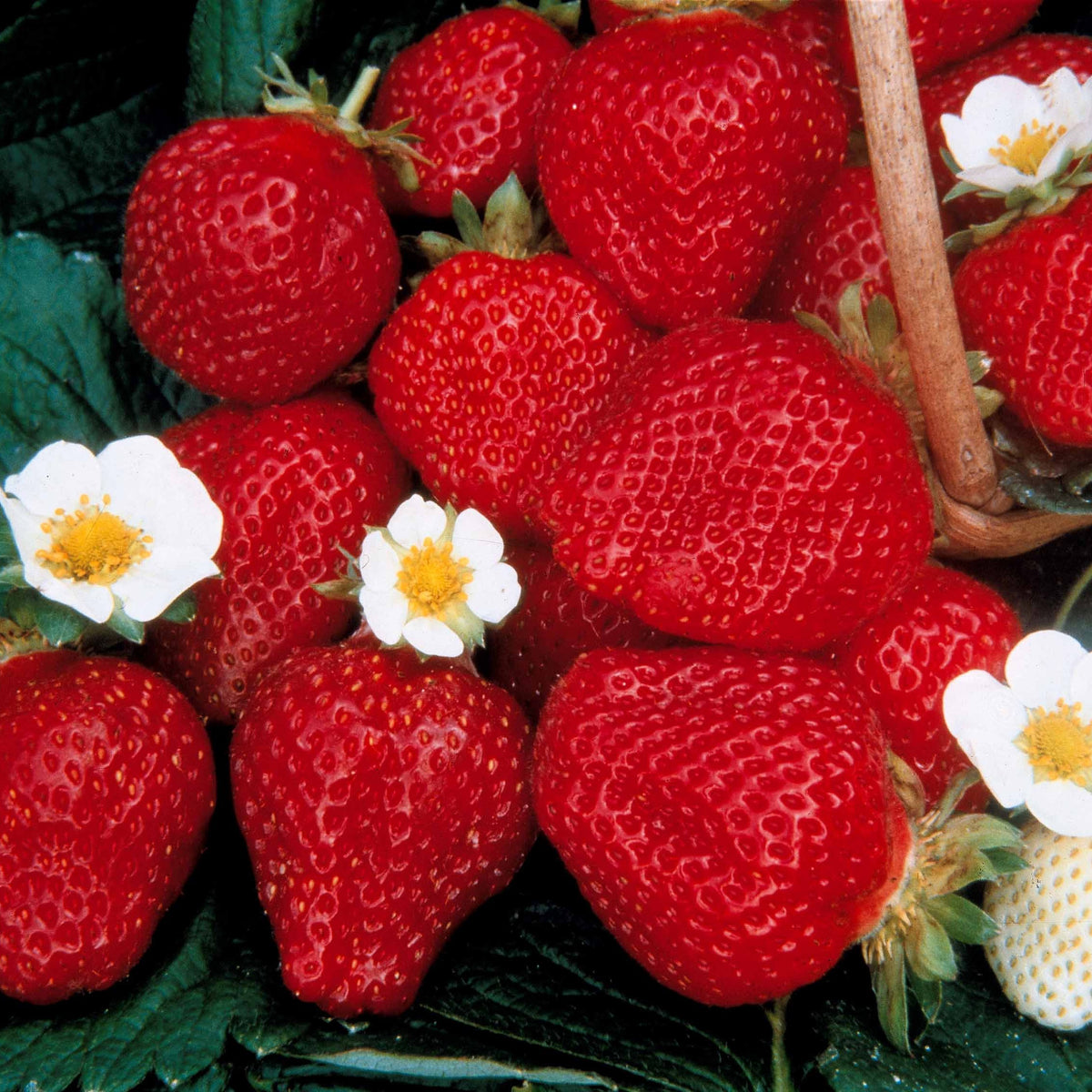 Fragaria 'maestro', 'maxim', 'mariguette' - Collection de 60 fraisiers à récoltes échelonnées - Fraisiers