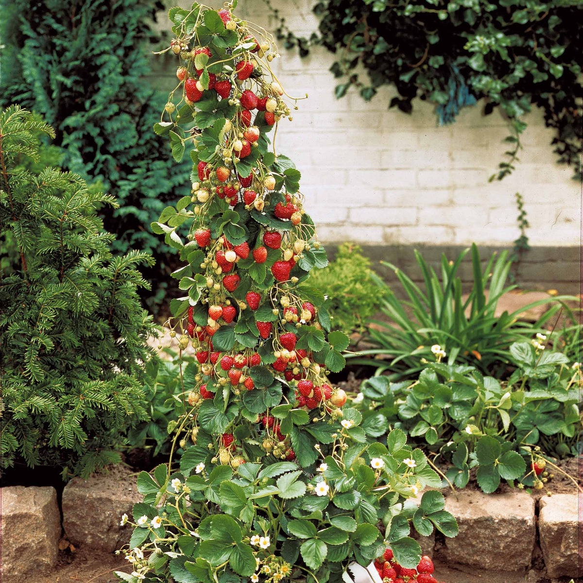 Fraisier 'Mount Everest' - Bakker