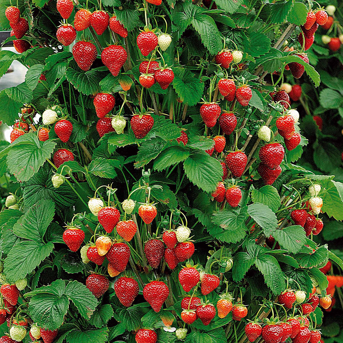 Fraisier 'Mount Everest' - Fragaria x ananassa Mount Everest - Bakker
