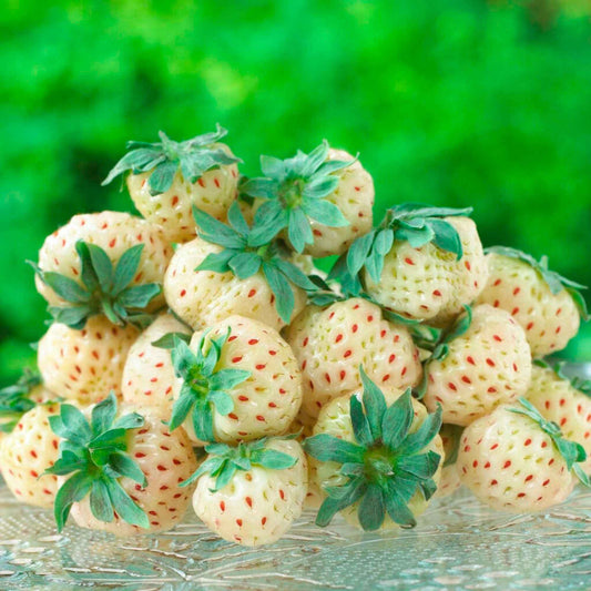 2x  fraise ananas Fragaria 'Pineberry' Blanc-Rouge - Bio - Aménagement du potager