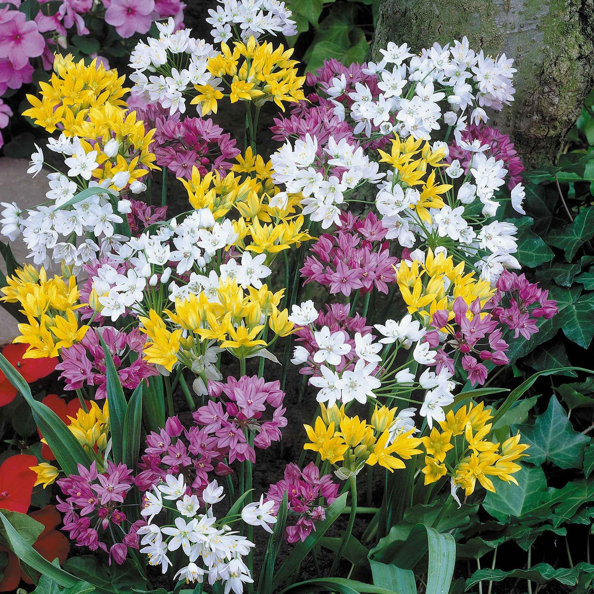 50x Ail d'ornement - Mélange 'Happy Bulbs' - Ails d'ornement - Allium
