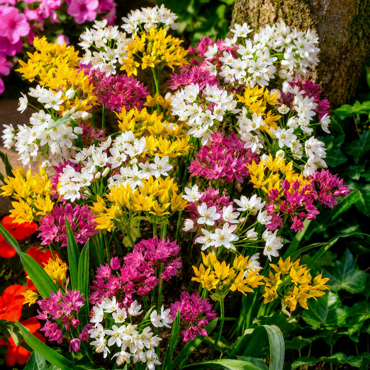 25 Alliums décoratifs en mélange - Bakker