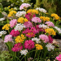 25 Alliums décoratifs en mélange - Allium - Bakker