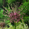 8x Allium schubertii Rose - Ails d'ornement - Allium