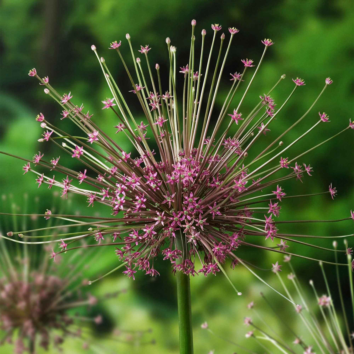 5 Alliums Schubertii - Allium schubertii - Bakker