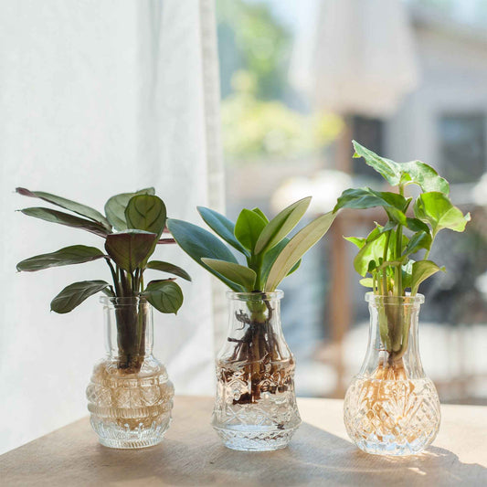 Acheter Pot de plantes unique décoratif tout assorti respectueux