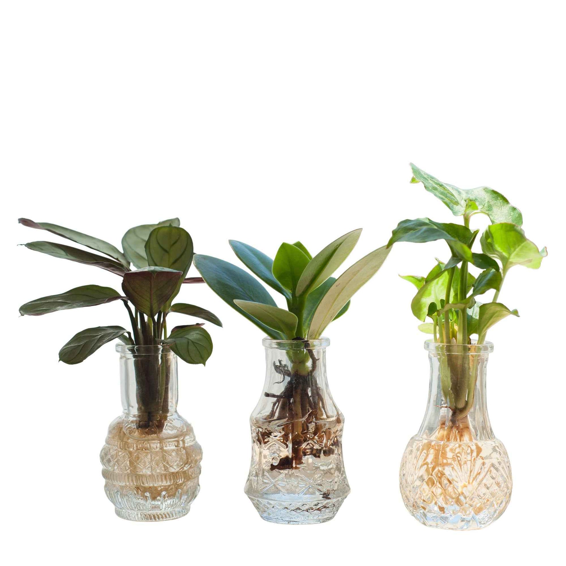 3x Mélange à découper Berlin en verre - Hydroponique - 3x plante: Hauteur 15-20 cm + 3x vase: Hauteur 8,5 cm - Cadeaux Saint Valentin - undefined