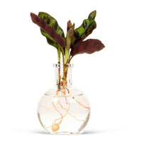 Calathea en verre Samoa - Hydroponique - 1x plante: hauteur de livraison 15-20 cm + 1x verre : 13 cm - Ensembles de plantes d intérieur - undefined