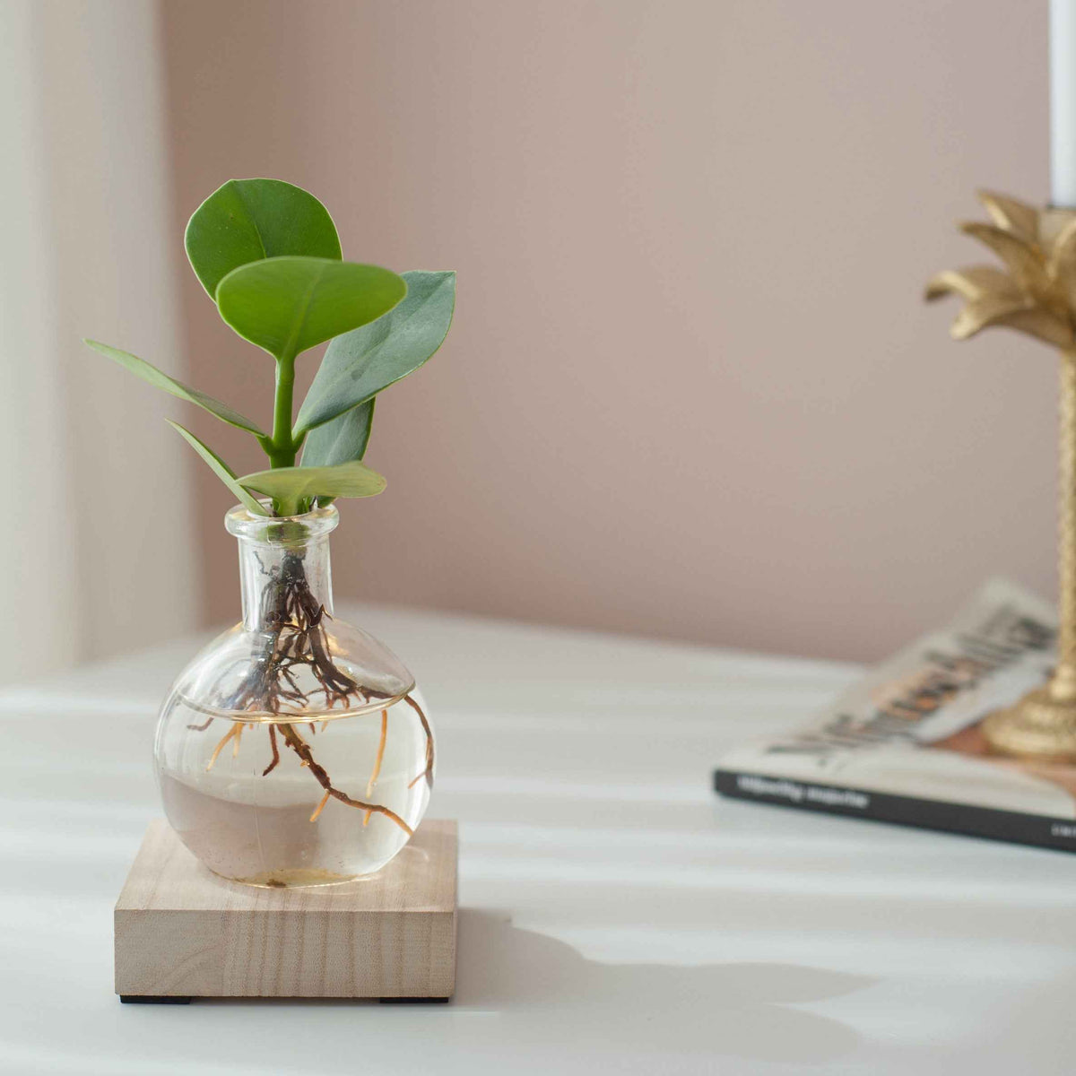 Clusia Samoa et son vase avec LED - Bakker