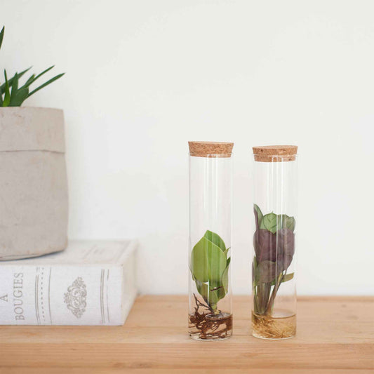 2x Mélange de coupe en tube de verre - Hydroponique - Ensembles de plantes d'intérieur