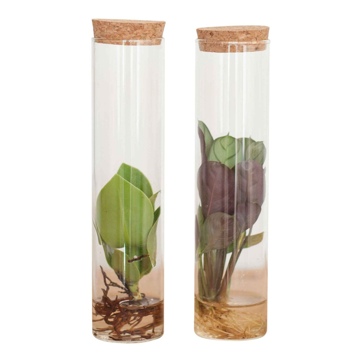 Collection de 2 plantes hydroponiques et ses tubes en verre - Stekmix Tube glas 2st - Bakker