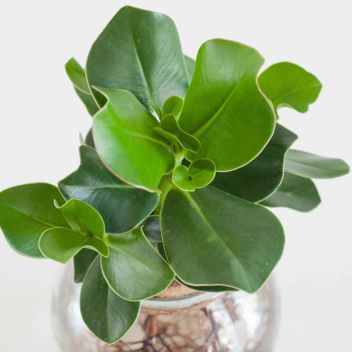 Clusia Met et son Ampoule vase - Clusia - Bakker