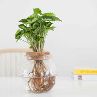 Hydro ampoule P15 -  - Bakker