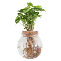 Syngonium en boule de verre - Hydroponique - 1x plante: hauteur de livraison 25-35 cm, pot de Diamètre 15 cm + 1x vase: 25-35 cm - Ensembles de plantes d intérieur - undefined