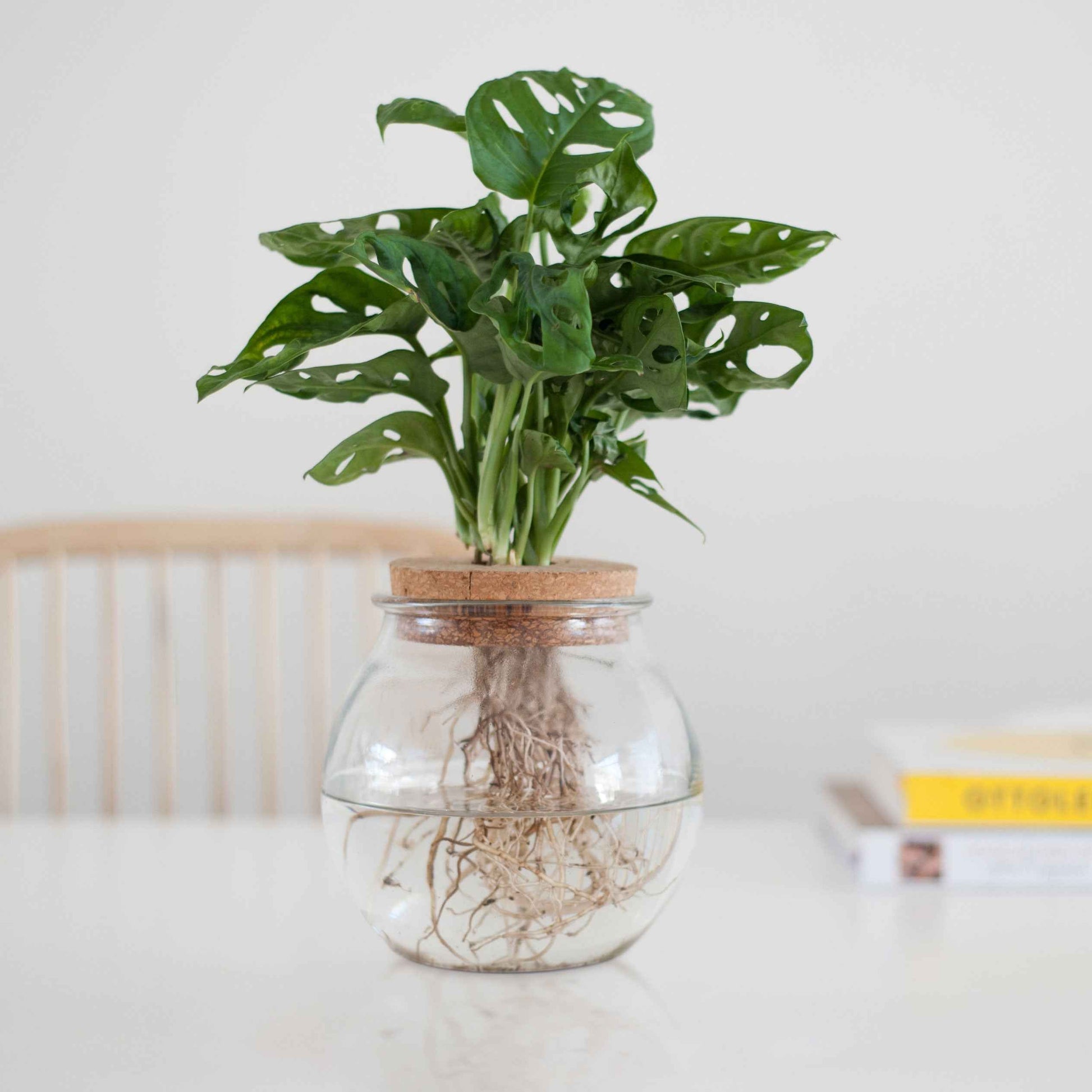 Monstera 25/35 - Monstera - Bakker