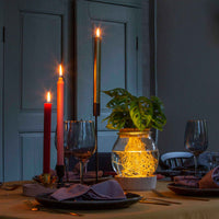 Compositions de plantes d'intérieur - Hydro ampoule P15 + LED - 