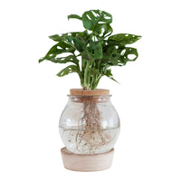  - Hydro ampoule P15 + LED - Compositions de plantes d'intérieur