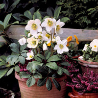 Plantes d'intérieur fleuries - Héllébore de Noel et son pot de Noël - Helleborus niger Christmas Carol