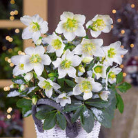 Helleborus niger Christmas Carol - Héllébore de Noel et son pot de Noël - Plantes d'intérieur fleuries