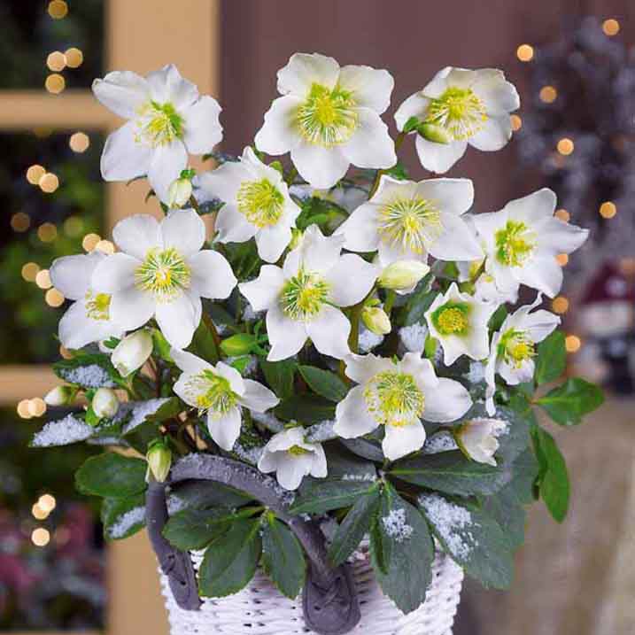 Helleborus niger Christmas Carol - Héllébore de Noel et son pot de Noël - Plantes d'intérieur fleuries