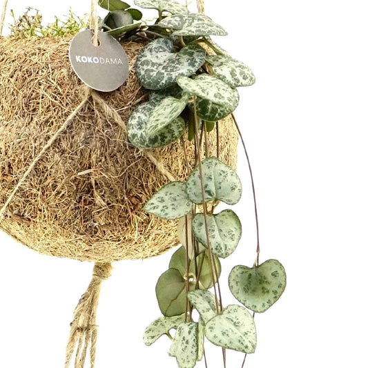 Kokodama Chaîne des cœurs Ceropegia woodii avec pot en fibres de noix de coco - Idées cadeaux