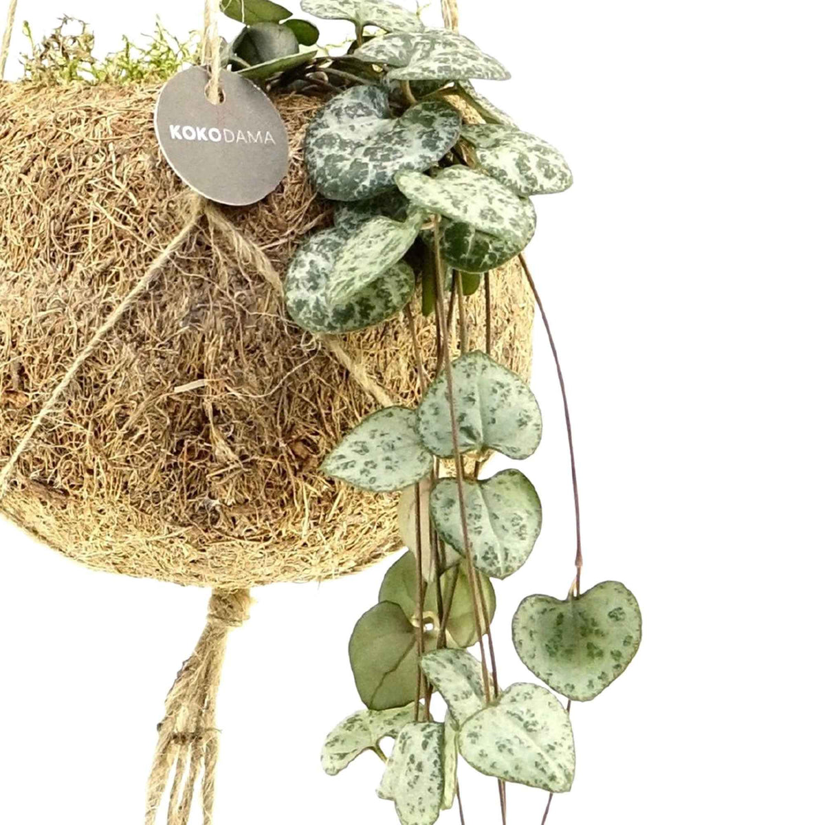 Ceropegia chaîne des cœurs et son pot en fibre de noix de coco - Bakker