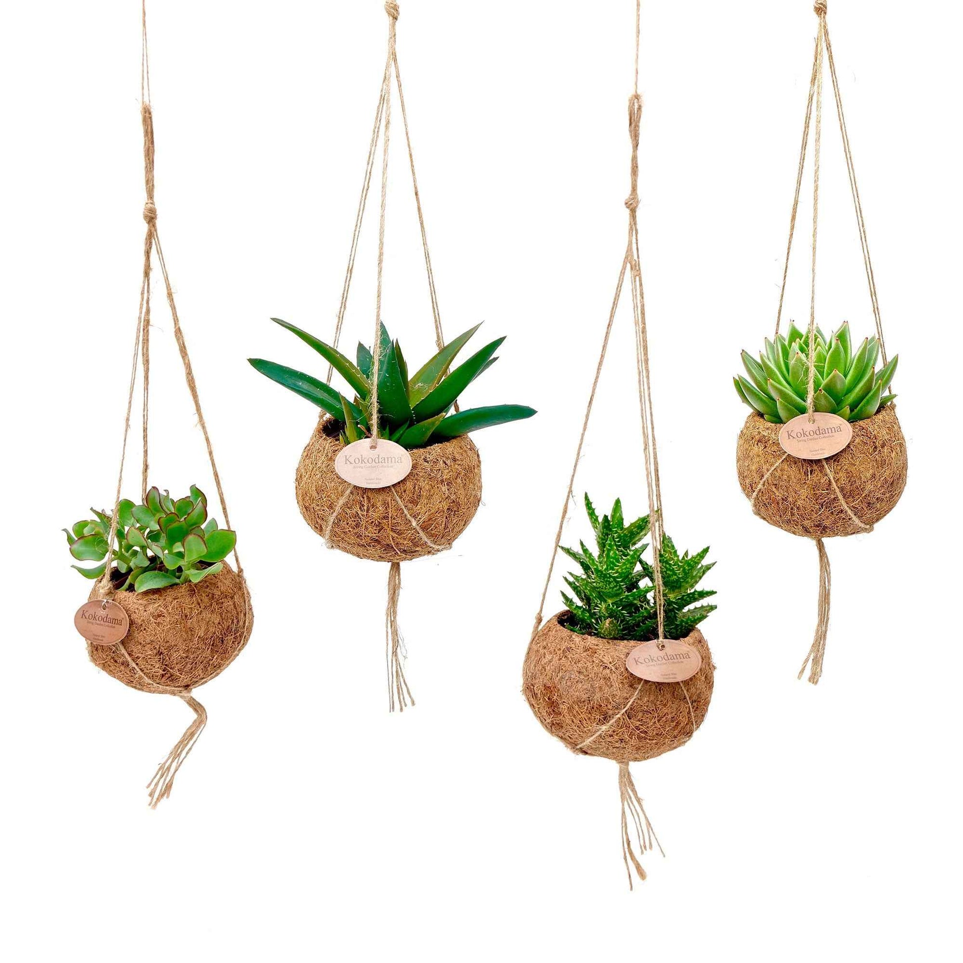 4x Kokodama succulente - Mélange avec pot en fibres de noix de coco - Ensembles de plantes d'intérieur